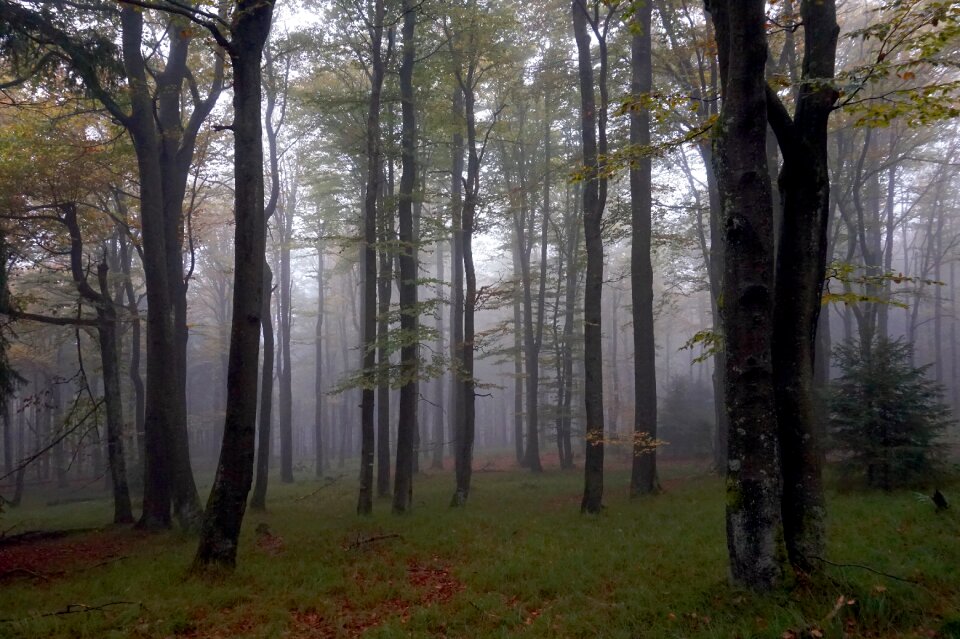 Leaves nature landscape