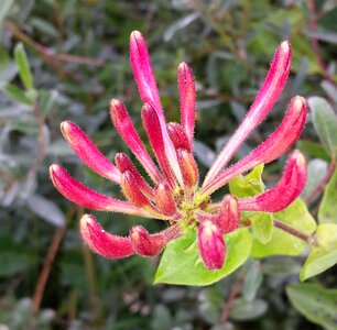 Plant pink bosrand