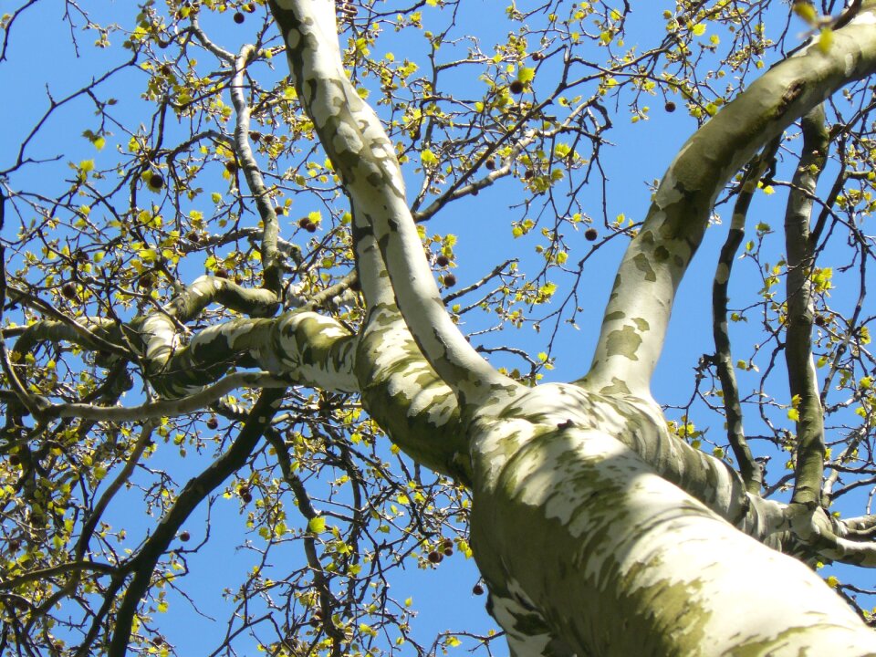 Aesthetic branches bark