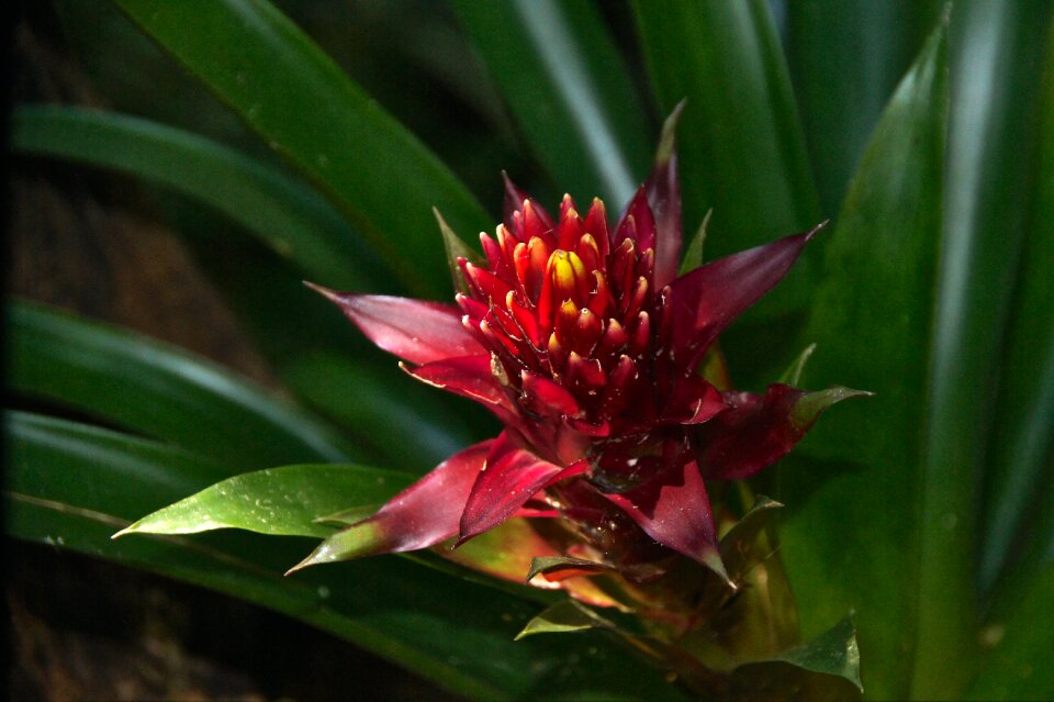Bloom plant red