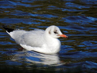 Water animal nature
