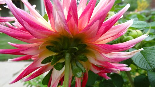 Pink and yellow flower