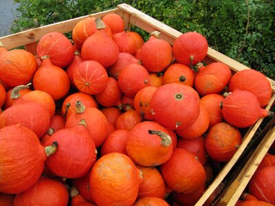 Red thanksgiving harvest