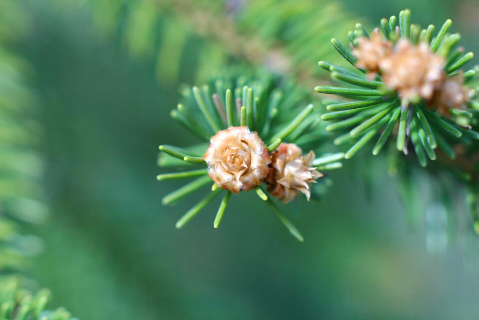 Spruce plant branch