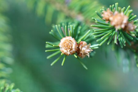 Spruce plant branch