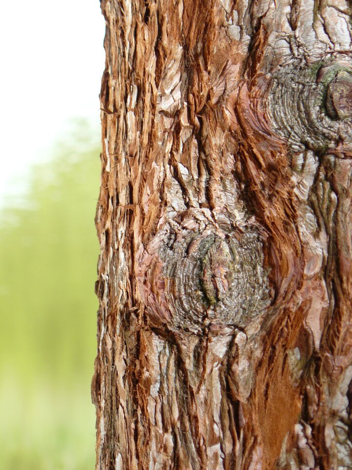 Tree tann wood tribe
