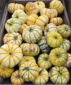 Juicy food ripe