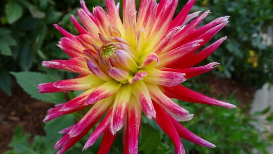 Pink red bloom