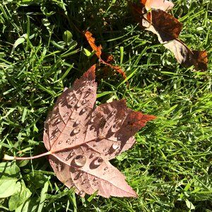 Seasonal morning leaf photo