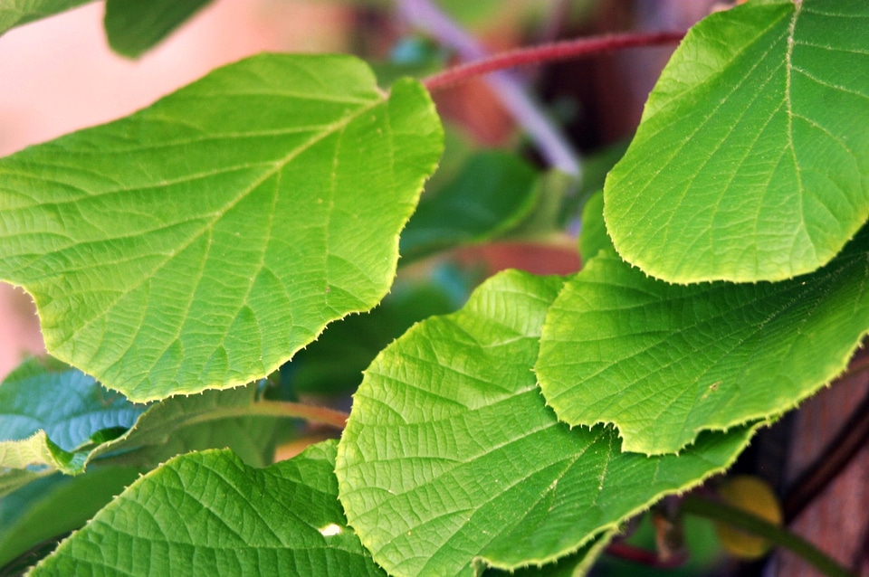 Leaves greenish light green