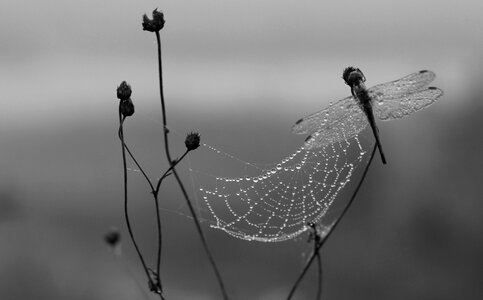 Morning insecta drops