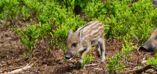 Wild boar the critters animal photo