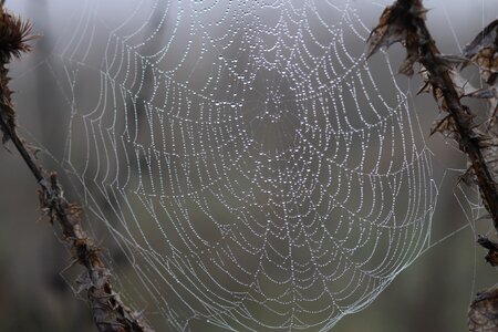 Dew place nature