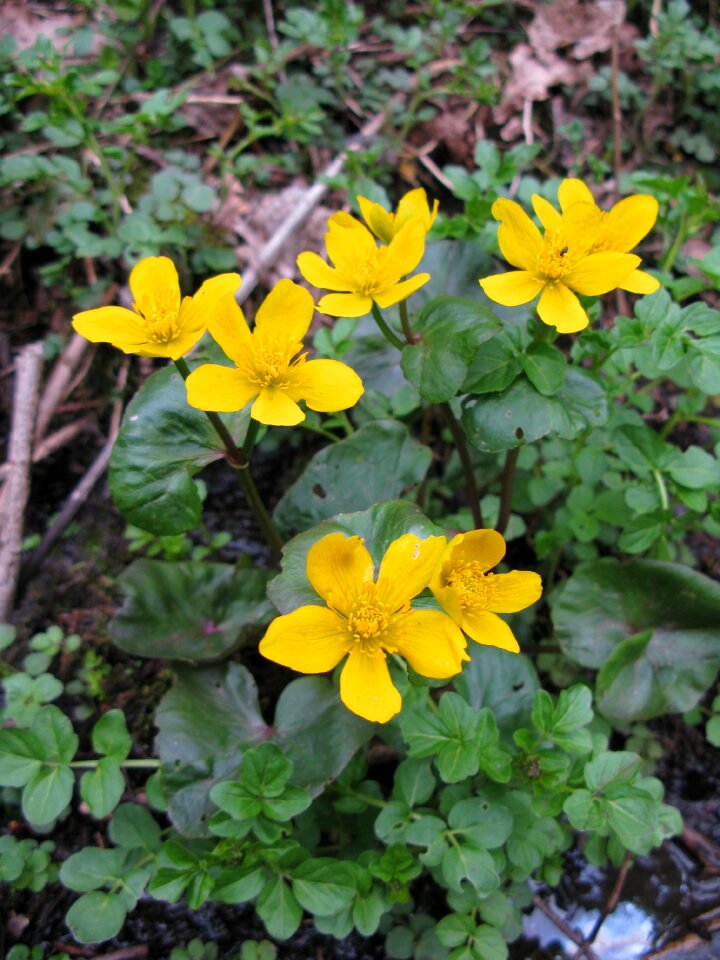 Nature flowers yellow