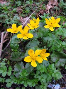 Nature flowers yellow