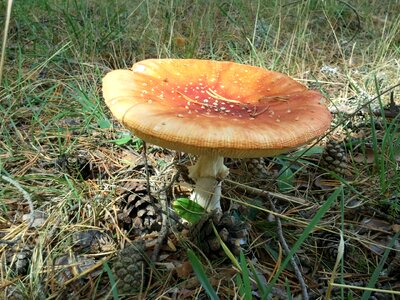 Sierra de albarracín autumn trotters