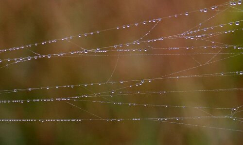 Dew place nature