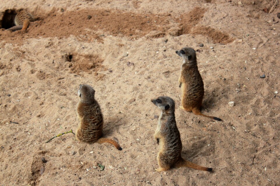 Zoo the meerkats animals