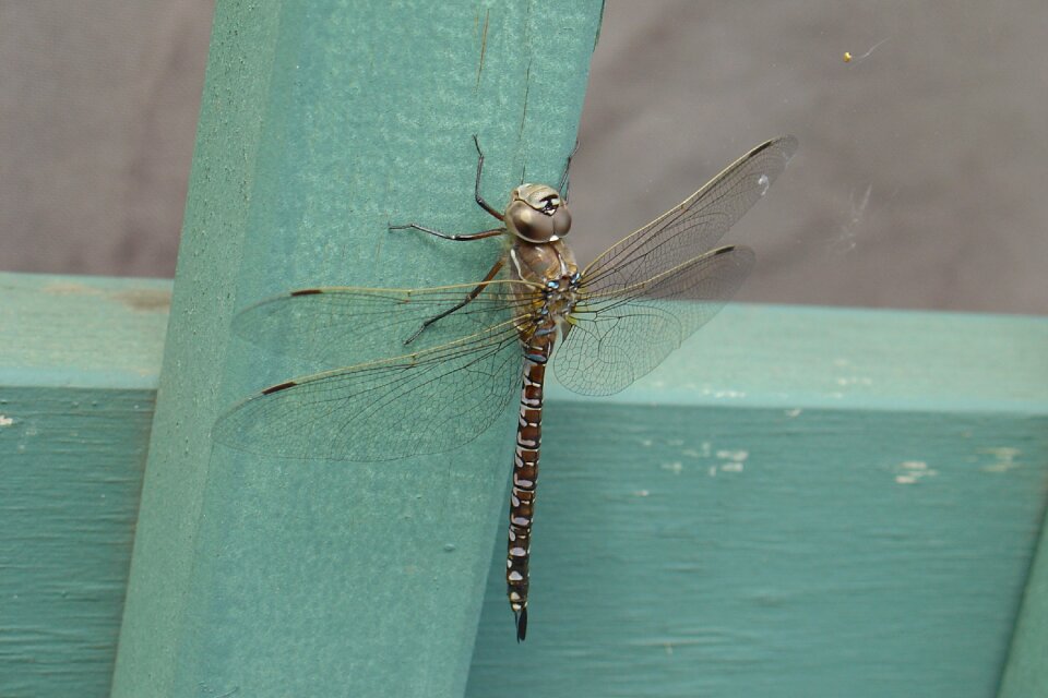 Insect wildlife