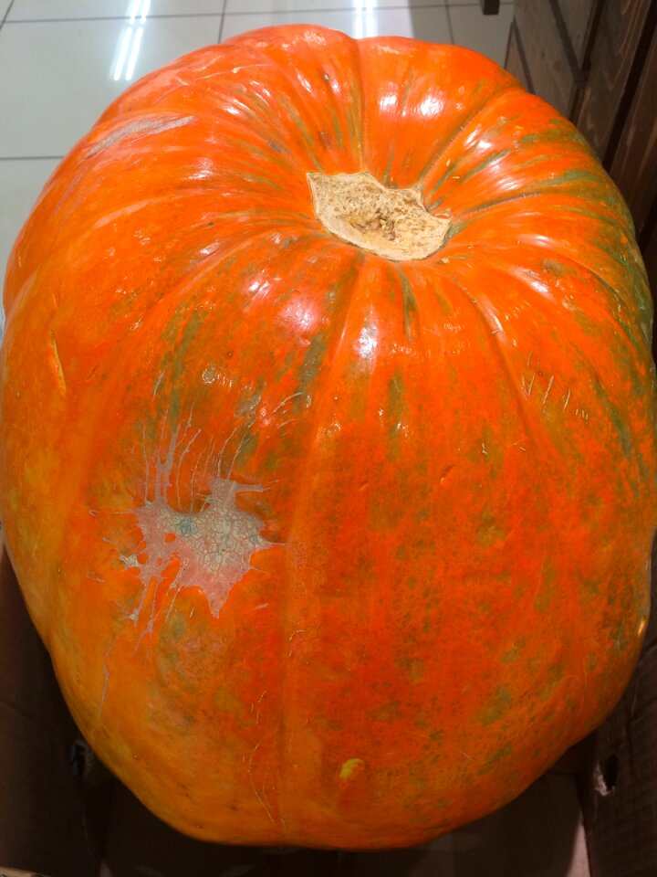 Halloween orange october