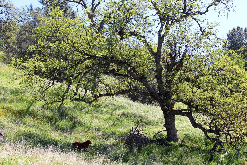 Tree nature field