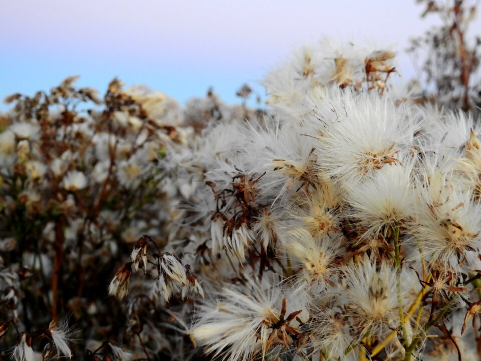 Flower nature dandelion