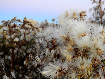 Flower nature dandelion