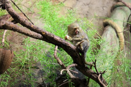 Animals monkey zoo