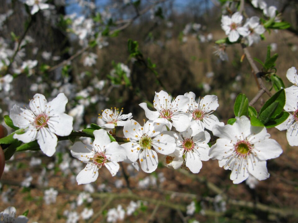 Nature flowers white