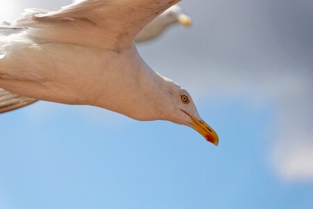 Water bird animal sky