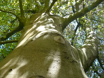 Nature bark branches