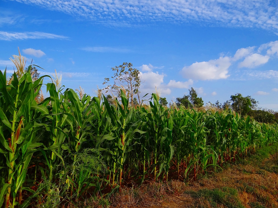 Cultivation agriculture farm