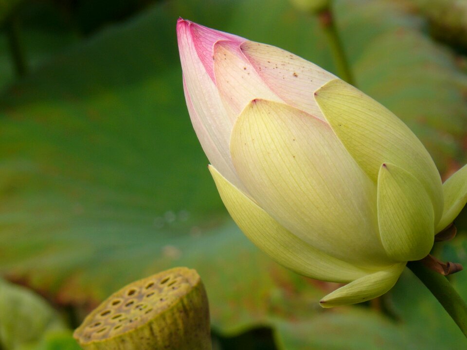 Pond lily pad bloom