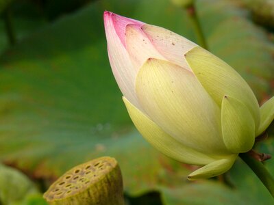 Pond lily pad bloom