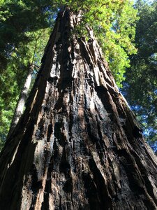 California old sequoia