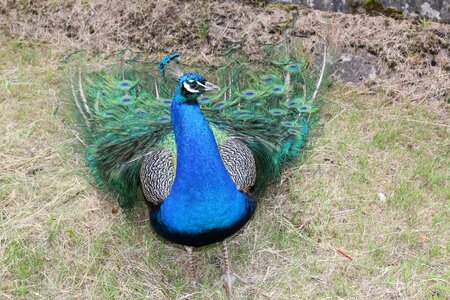 Zoo tail peacock's tail photo