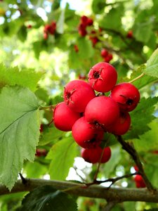 Flowers fruits apple photo