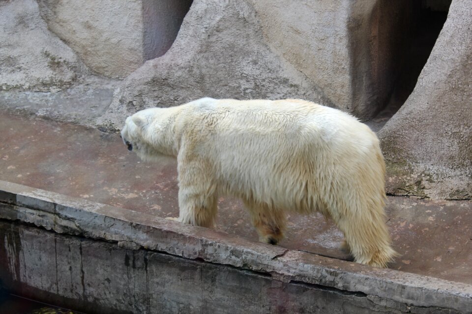 Bear zoo bears