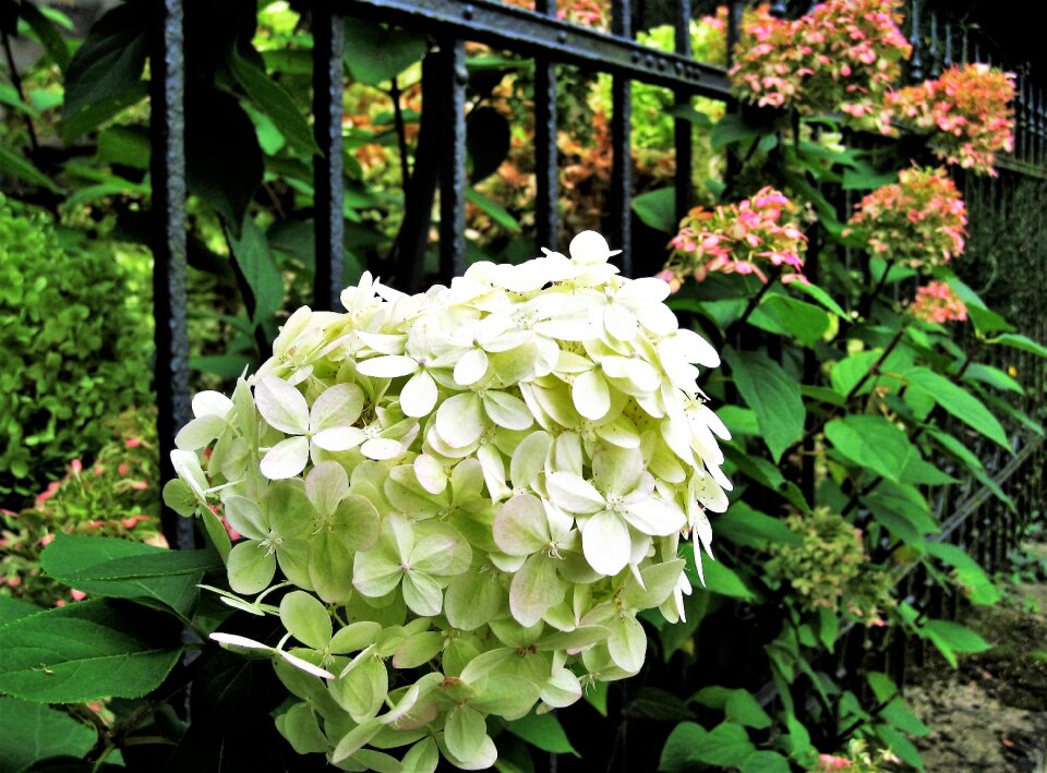 Autumn flower genus ornamental shrubs