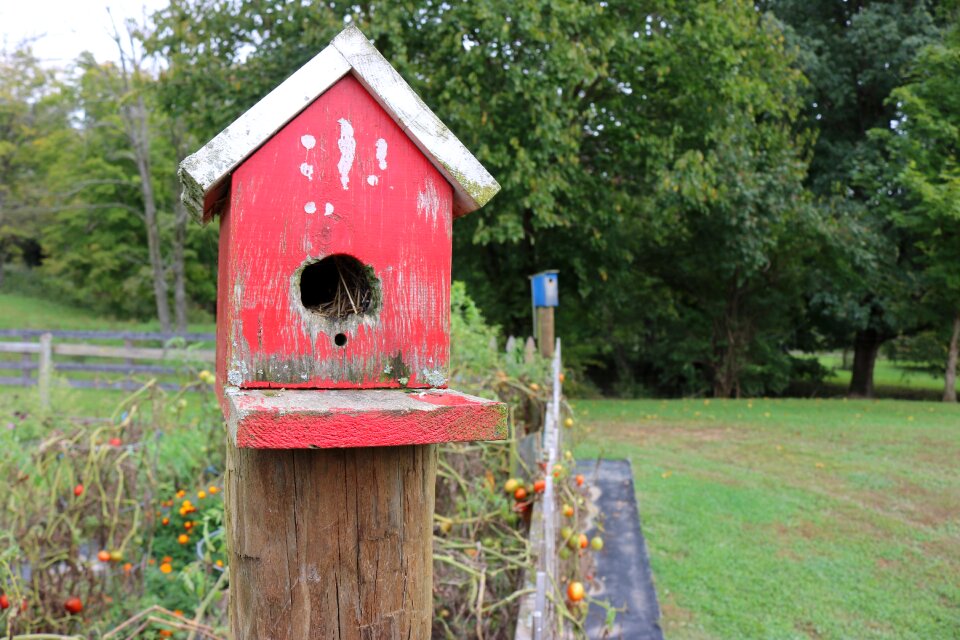 Nature birdhouse wood