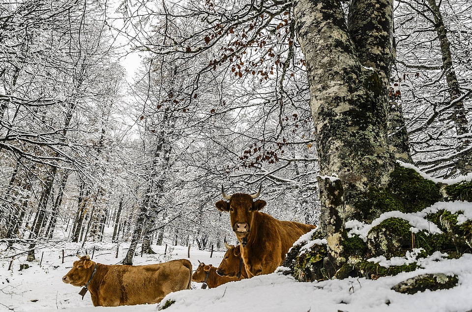 Domestic farm animals rural