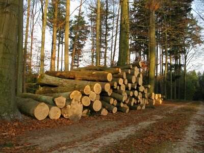 Stack sawn timber forest photo