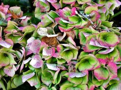 Hydrangea flower garden greenhouse hydrangea
