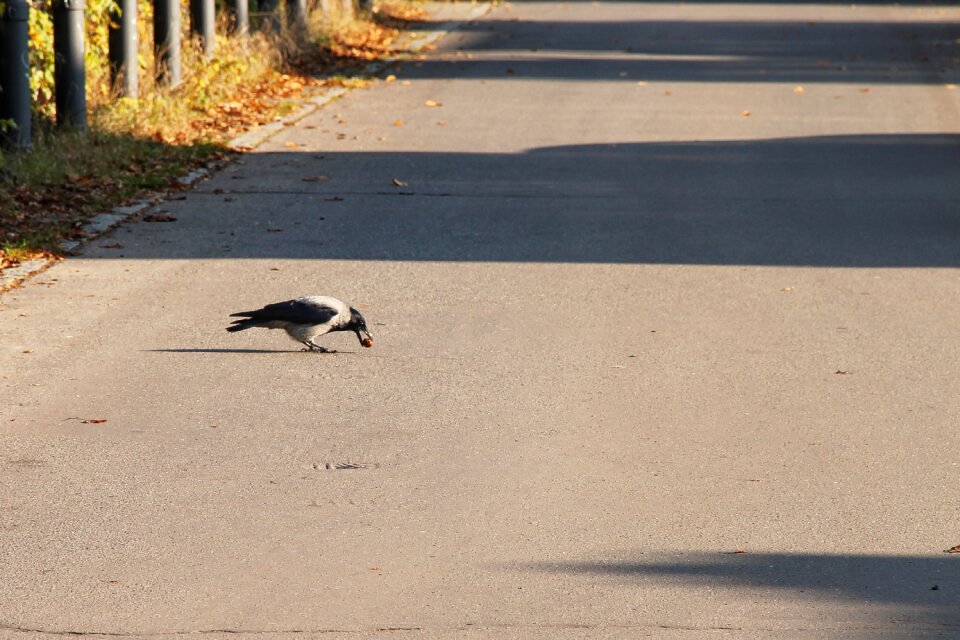Bird carrion crow hooded crow