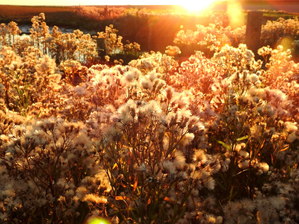 Netherlands background abendstimmung