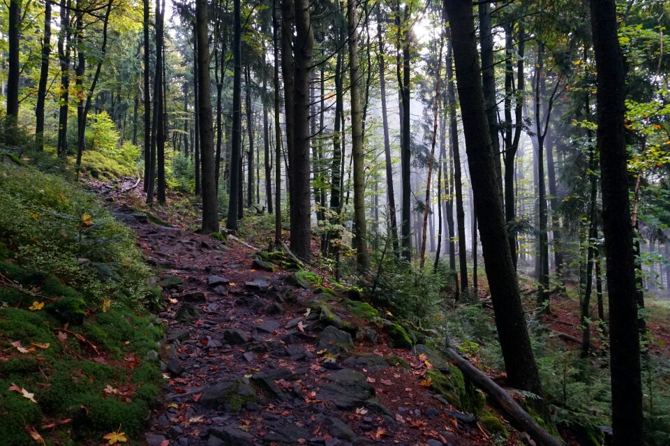 Mountain trees autumn