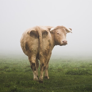 Cattle mist animal photo