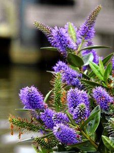 Purple nature plant