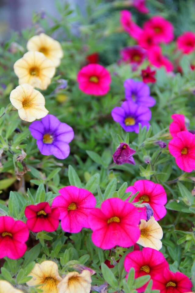 Shrub plant flowers