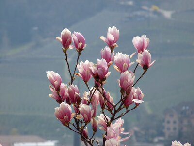 Bush magnolia tree tulip magnolia photo